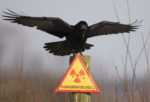 image a Raven at Chernobyl 30 years later.