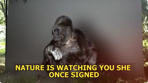 image Coco the Gorilla: “Nature is Watching You,” she signed.