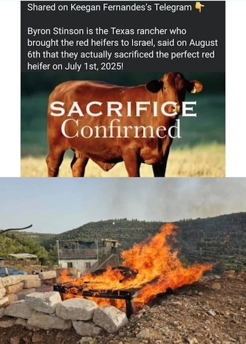 image the Red Heifer Sacrifice, July 1st, 2025