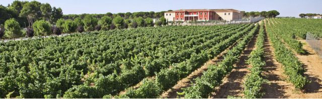 The Quiet Wine Revolution Happening in Spain Right Now