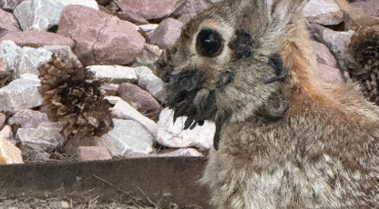 RED ALERT: Mutant rabbits with black TENTACLES are infesting Colorado