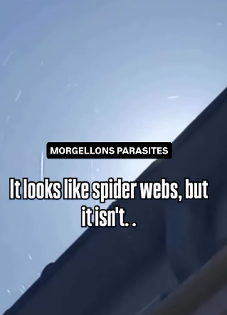 Spider Webs in the Air Spraying in the Skies “parasites