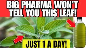 Miracle! 1 Leaf Destroys Diabetes, Bad Cholesterol and Fat Belly!