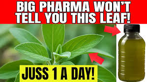 MIRACLE! 1 Leaf DESTROYS DIABETES, Bad Cholesterol and FAT BELLY!