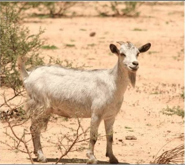 Help Makumbirofa Farms Flourish!